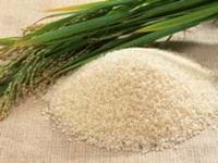 Global Rice Production To Rise By 1.8 Per Cent In 2008 | UN