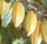 Cocoa Production In C/R Declines