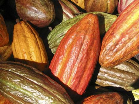 Cocoa Production On the Decline | Ashanti Region