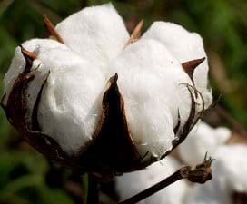 Ghana To Learn From Egypt | Cotton Production