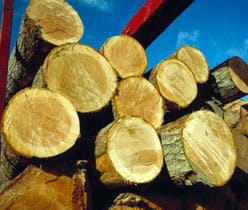 Revenue From Timber Exports Decline