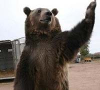 Hollywood Film Bear Kills Handler