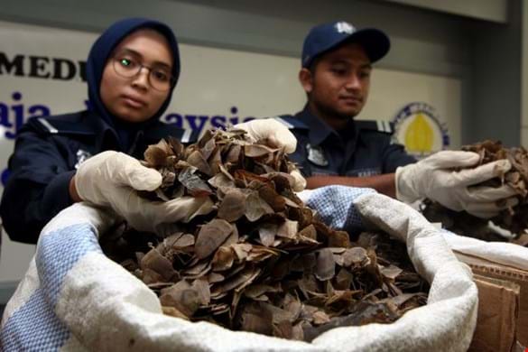 1.2 million dollars  of pangolin scales seized in Malaysia