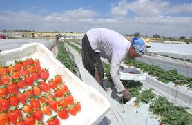 Ethiopia to Export Premium Strawberries to Europe