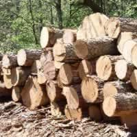 Allocation Of Timber Rights: Land Ministry Reviews Process